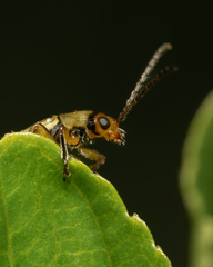 Grammicopterus flavescens