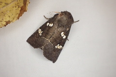 Papaipema nebris