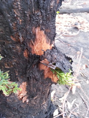 Melaleuca leucadendra