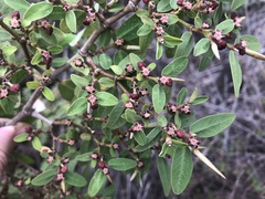 Euphorbia olowaluana