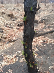 Melaleuca leucadendra