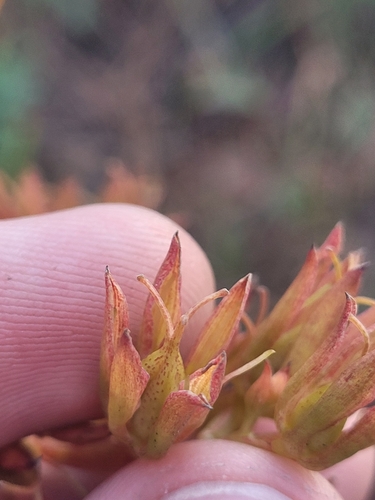 Image of Zigadenus glaberrimus by (c) Daniel Washburn, some rights reserved (CC BY)