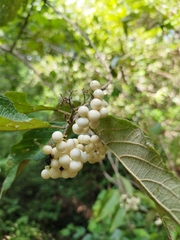 Callicarpa acuminata