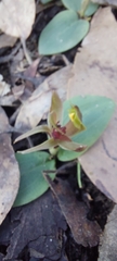 Chiloglottis triceratops