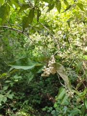 Callicarpa acuminata
