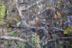 Anemone cylindrica