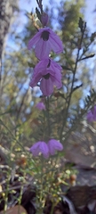 Tetratheca pilosa
