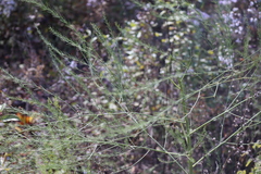 Asparagus officinalis