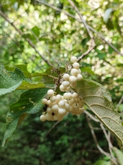Callicarpa acuminata