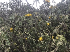 Sophora chrysophylla