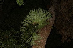 Platycerium superbum