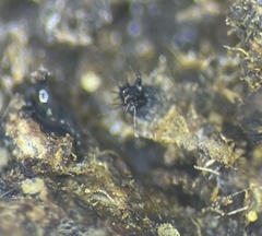 Podospora collapsa