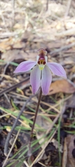 Caladenia fuscata