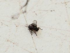 Hippoboscidae
