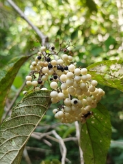 Callicarpa acuminata
