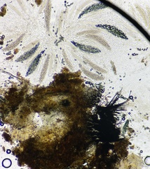 Podospora collapsa