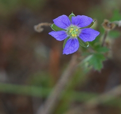 Erodium crinitum