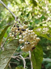 Callicarpa acuminata