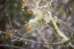 Usnea subgracilis