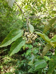Callicarpa acuminata