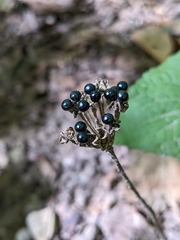 Allium tricoccum