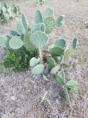Opuntia engelmannii