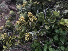 Santalum paniculatum