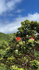 Metrosideros polymorpha