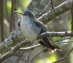 Elliotomyia chionogaster
