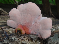 Phlebia incarnata image