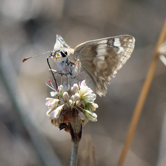 Heliopetes ericetorum