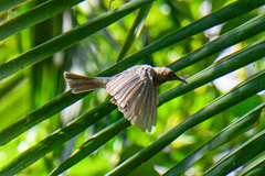 Myzomela obscura