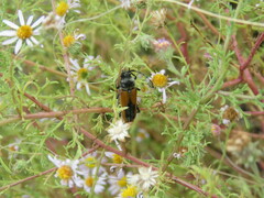 Crossidius suturalis
