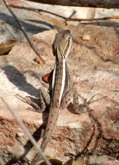 Lophognathus gilberti