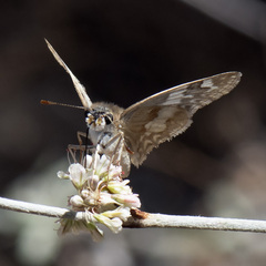 Heliopetes ericetorum