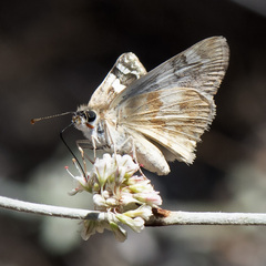Heliopetes ericetorum