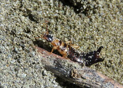 Anisolabis littorea