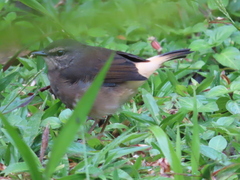 Myiothlypis fulvicauda