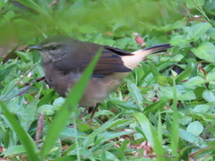 Myiothlypis fulvicauda image