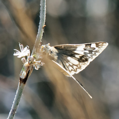 Heliopetes ericetorum
