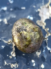 Agathistoma fasciatum