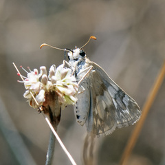 Heliopetes ericetorum
