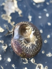 Agathistoma fasciatum