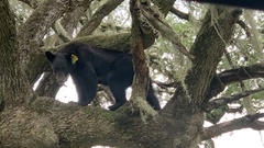 Ursus americanus eremicus