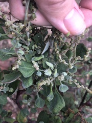 Hayhurstia atriplicis