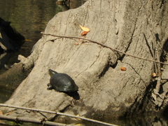 Kinosternon integrum