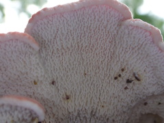 Phlebia incarnata image