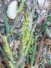 Echinochloa colona