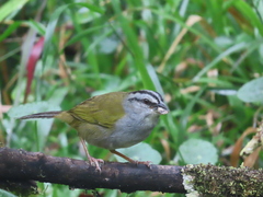 Arremonops conirostris