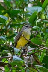 Microeca flavigaster